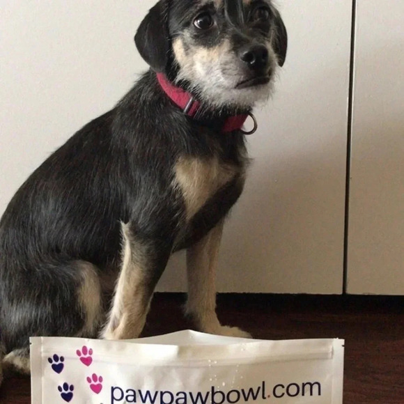 Dog Water Travel Bowl Foldable Reusable New - Picture 5 of 6